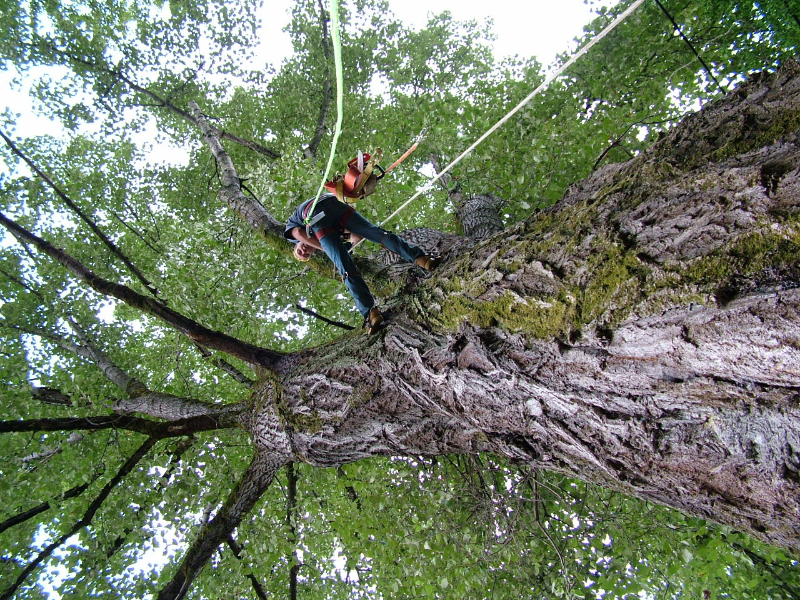 Huge Cottonwood