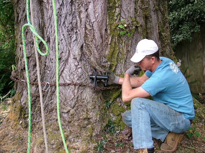 Giant Cottonwood Tree Removal