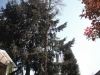 Eugene Oregon Tree Service