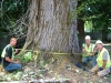 Huge Cottonwood Tree 11\' at Base.