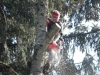 Eugene Oregon Tree Service