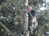 Eugene Oregon Tree Service